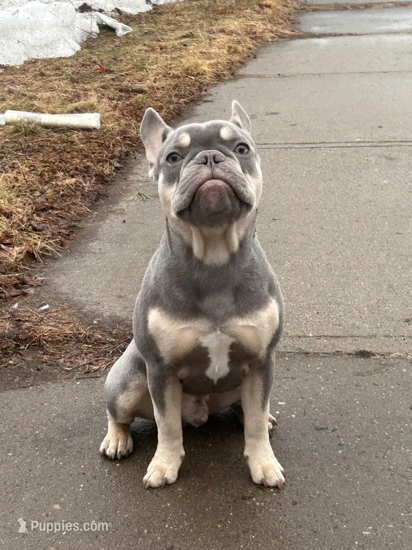 Ashton – French Bulldog puppy for sale in Hartford, CT