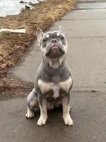 Ashton, a male French Bulldog for sale in Hartford, CT – Photo 1 of 10