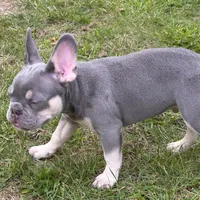 Ashton, a male French Bulldog for sale in Hartford, CT – Photo 5 of 6