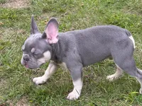 Ashton, a male French Bulldog for sale in Hartford, CT – Photo 5 of 6