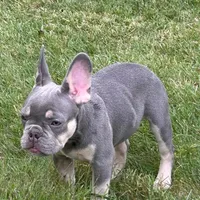 Ashton, a male French Bulldog for sale in Hartford, CT – Photo 2 of 6