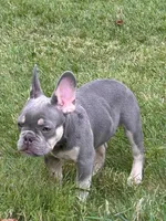 Ashton, a male French Bulldog for sale in Hartford, CT – Photo 2 of 6