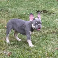 Ashton, a male French Bulldog for sale in Hartford, CT – Photo 6 of 6