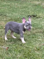 Ashton, a male French Bulldog for sale in Hartford, CT – Photo 6 of 6
