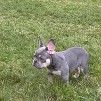 Ashton, a male French Bulldog for sale in Hartford, CT – Photo 4 of 6