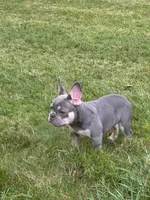 Ashton, a male French Bulldog for sale in Hartford, CT – Photo 4 of 6