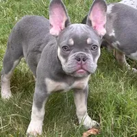 Ashton, a male French Bulldog for sale in Hartford, CT – Photo 1 of 6