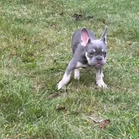 Ashton, a male French Bulldog for sale in Hartford, CT – Photo 3 of 6