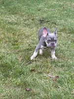 Ashton, a male French Bulldog for sale in Hartford, CT – Photo 3 of 6