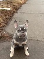 Ashton, a male French Bulldog for sale in Hartford, CT – Photo 2 of 10