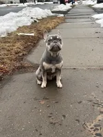 Ashton, a male French Bulldog for sale in Hartford, CT – Photo 4 of 10