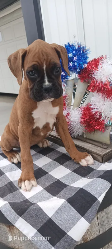 Shelia  – Boxer puppy on hold in Grabill, IN
