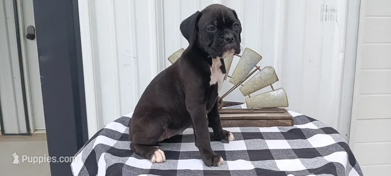 Scarlet , a female Boxer for sale in Grabill, IN – 1 of 5