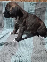 Nick, a male Boxer for sale in Grabill, IN – Photo 2 of 3