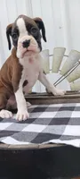 Sadie , a female Boxer for sale in Grabill, IN – 3 of 8