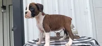 Sadie , a female Boxer for sale in Grabill, IN – 7 of 8
