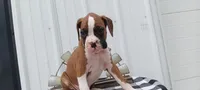 Simon, a male Boxer for sale in Grabill, IN – 1 of 6