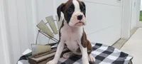 Sadie , a female Boxer for sale in Grabill, IN – 2 of 8