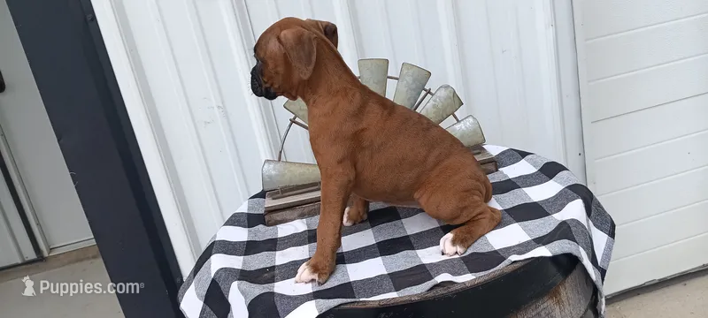 Shelia , a female Boxer for sale in Grabill, IN – 1 of 5