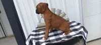 Shelia , a female Boxer for sale in Grabill, IN – 1 of 5