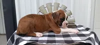Simon, a male Boxer for sale in Grabill, IN – 2 of 6