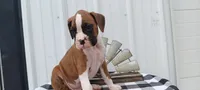 Simon, a male Boxer for sale in Grabill, IN – 6 of 6
