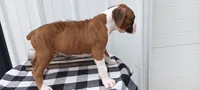 Simon, a male Boxer for sale in Grabill, IN – 3 of 6