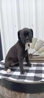Scarlet , a female Boxer for sale in Grabill, IN – 3 of 5