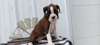 Sadie , a female Boxer for sale in Grabill, IN – 6 of 8