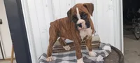 Noah, a male Boxer for sale in Grabill, IN – Photo 6 of 8