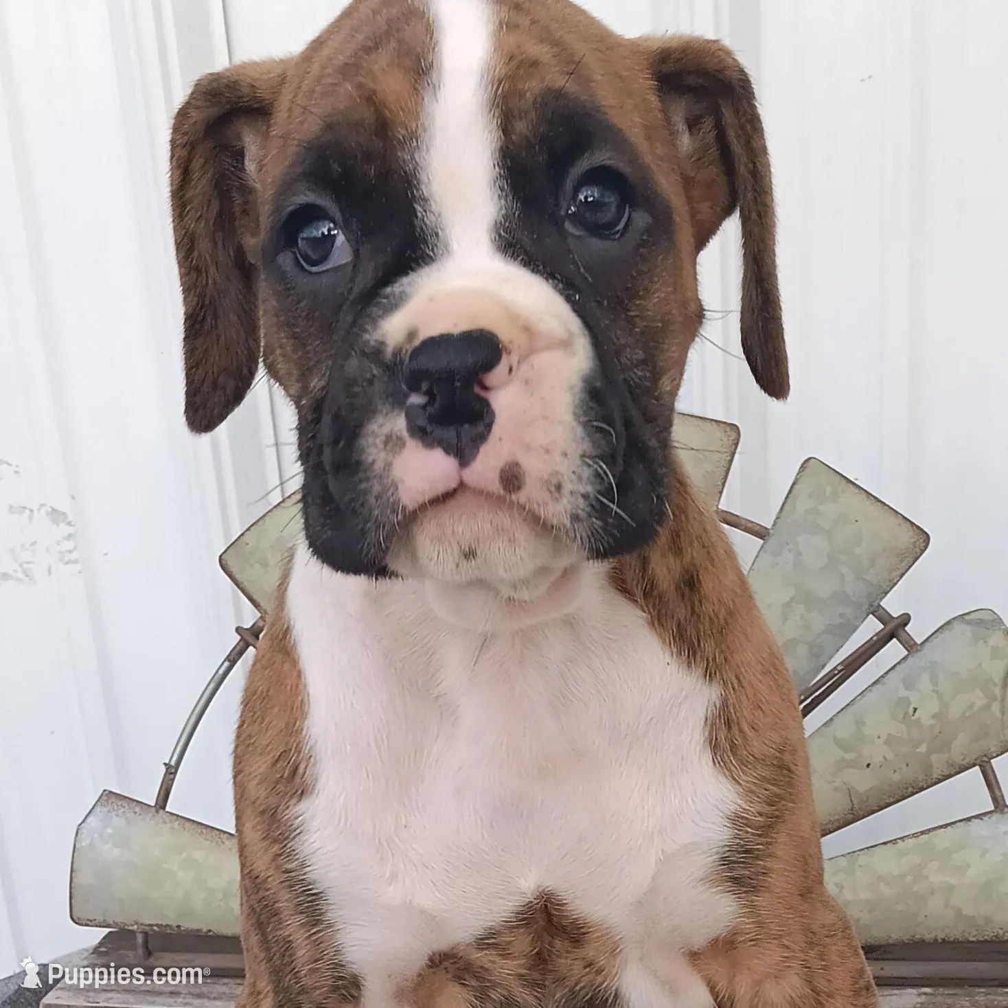 Noah, a male Boxer for sale in Grabill, IN – Photo 7 of 8