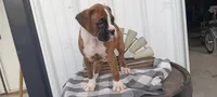 Noah, a male Boxer for sale in Grabill, IN – Photo 3 of 8