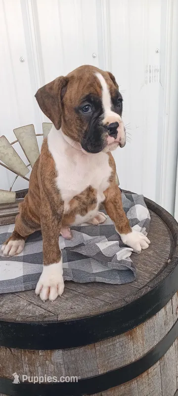 Noah – Boxer puppy for sale in Grabill, IN