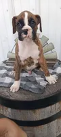 Noah, a male Boxer for sale in Grabill, IN – Photo 2 of 8