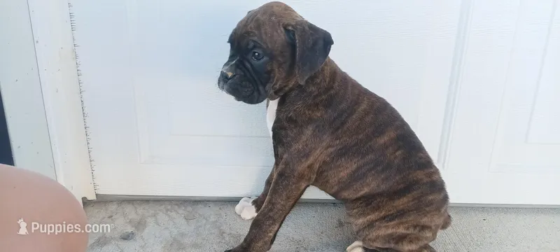 Nelly – Boxer puppy on hold in Grabill, IN