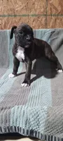 Nelly, a male Boxer for sale in Grabill, IN – Photo 2 of 3