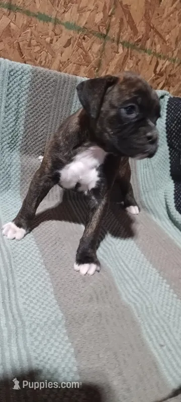 Nelly – Boxer puppy for sale in Grabill, IN