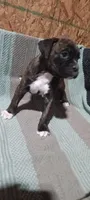 Nelly, a male Boxer for sale in Grabill, IN – Photo 1 of 3