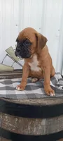 Nate, a male Boxer for sale in Grabill, IN – Photo 1 of 6