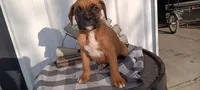 Nate, a male Boxer for sale in Grabill, IN – Photo 5 of 6