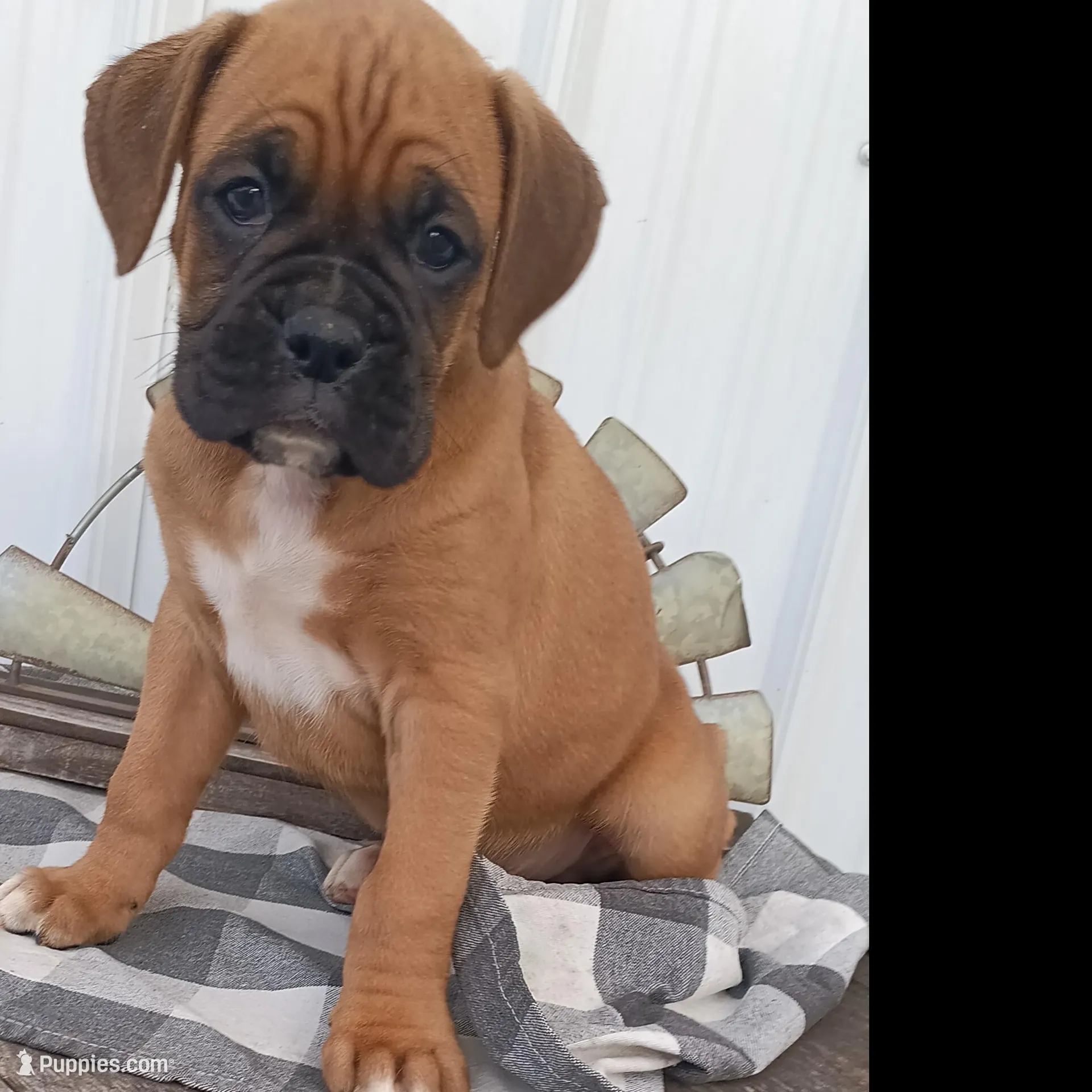 Nate, a male Boxer for sale in Grabill, IN – Photo 2 of 6