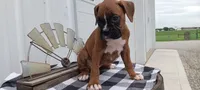 Shelia , a female Boxer for sale in Grabill, IN – 3 of 5