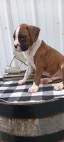 Simon, a male Boxer for sale in Grabill, IN – 5 of 6