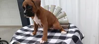 Shelia , a female Boxer for sale in Grabill, IN – 2 of 5