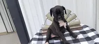 Scarlet , a female Boxer for sale in Grabill, IN – 4 of 5