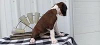 Sadie , a female Boxer for sale in Grabill, IN – 5 of 8