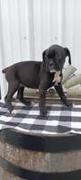 Scarlet , a female Boxer for sale in Grabill, IN – 5 of 5