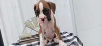 Simon, a male Boxer for sale in Grabill, IN – 4 of 6