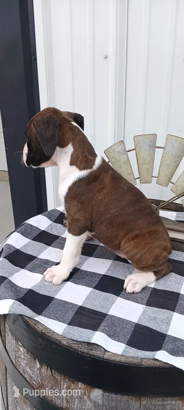 Sadie , a female Boxer for sale in Grabill, IN – 1 of 8