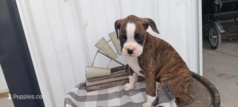 Nita – Boxer puppy for sale in Grabill, IN